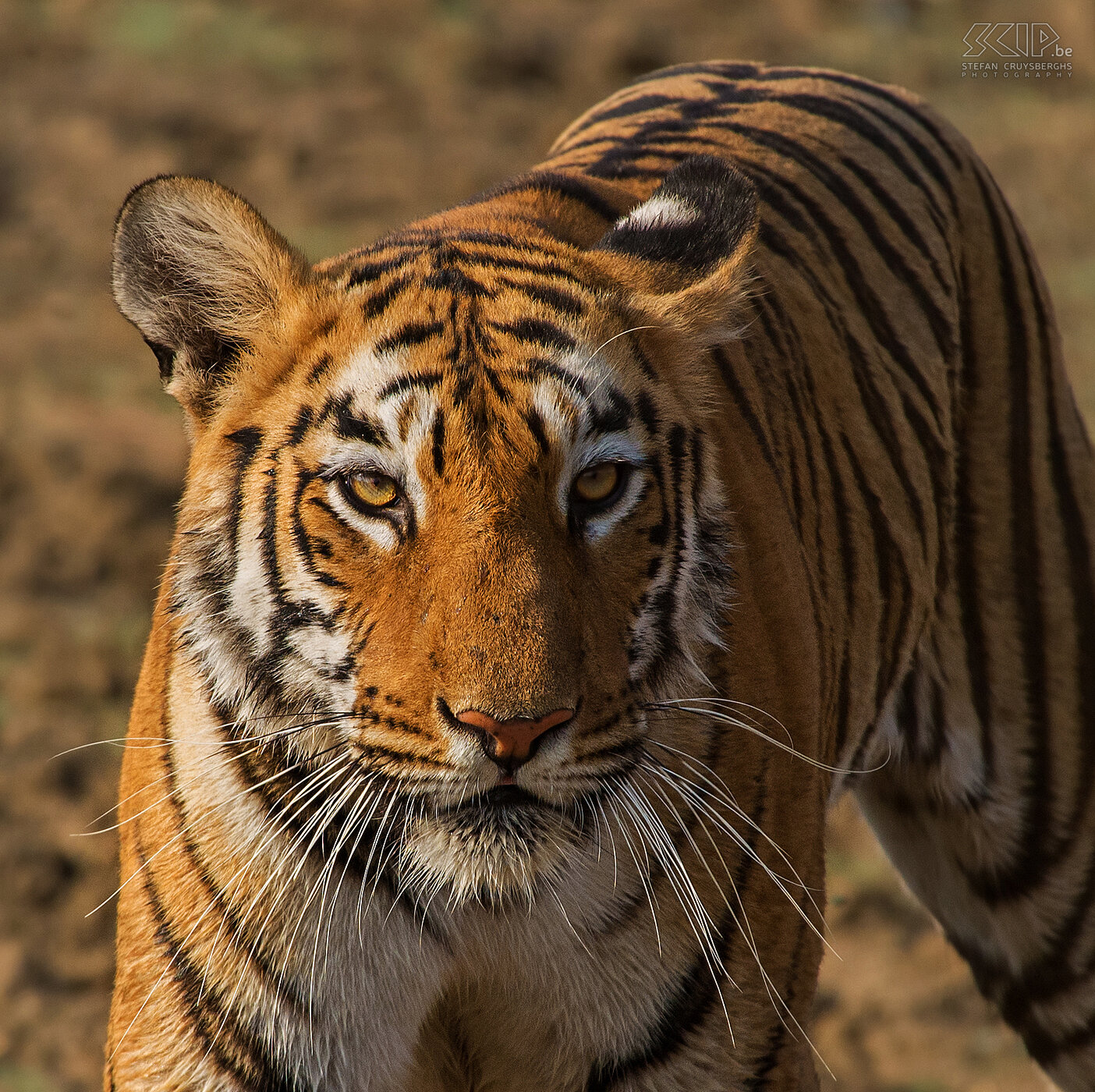 Tadoba - Tijger close-up Uiteindelijk kwam ze op een drietal meter van onze jeep en kon ik enkele mooie close-up foto’s maken. Toen werd ze nog gewoon P2 genoemd maar een natuurgids in Kabini vertelde me onlangs dat deze tijgerin nu Maya noemt en de koningin van Pandharpauni (Tadoba) is. Ze had 2 welpen in 2013 en 3 in 2015. Stefan Cruysberghs